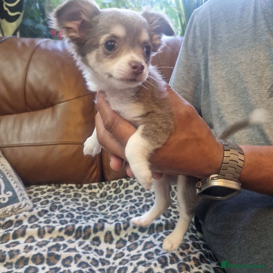 Chihuahua dogs for sale: Long coat Chihuahua puppies  - Image 4