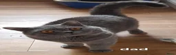 British Shorthair cats for sale: 🐾 Beautiful British Shorthair Kittens  🐾 in Coventry - Advert 13