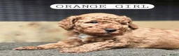 Toy Poodle dogs for sale: 4 Beautiful toy poddles - Advert 18