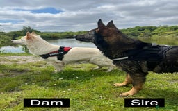German Shepherd dogs for sale: Miss Brown  - Exceptional KC Reg Czech Line German Shepherd Pups - Image 6