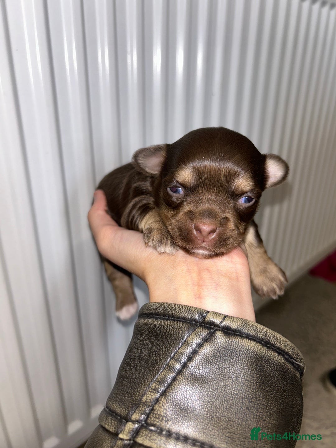 Chihuahua dogs for sale: 2x Purebred Chihuahua⭐️⭐️ - Image 3