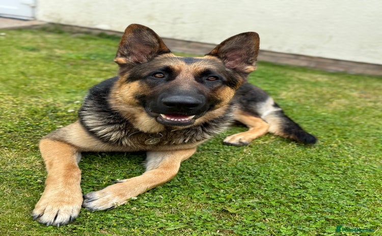 German Shepherd dogs in Welshpool - Advert 2