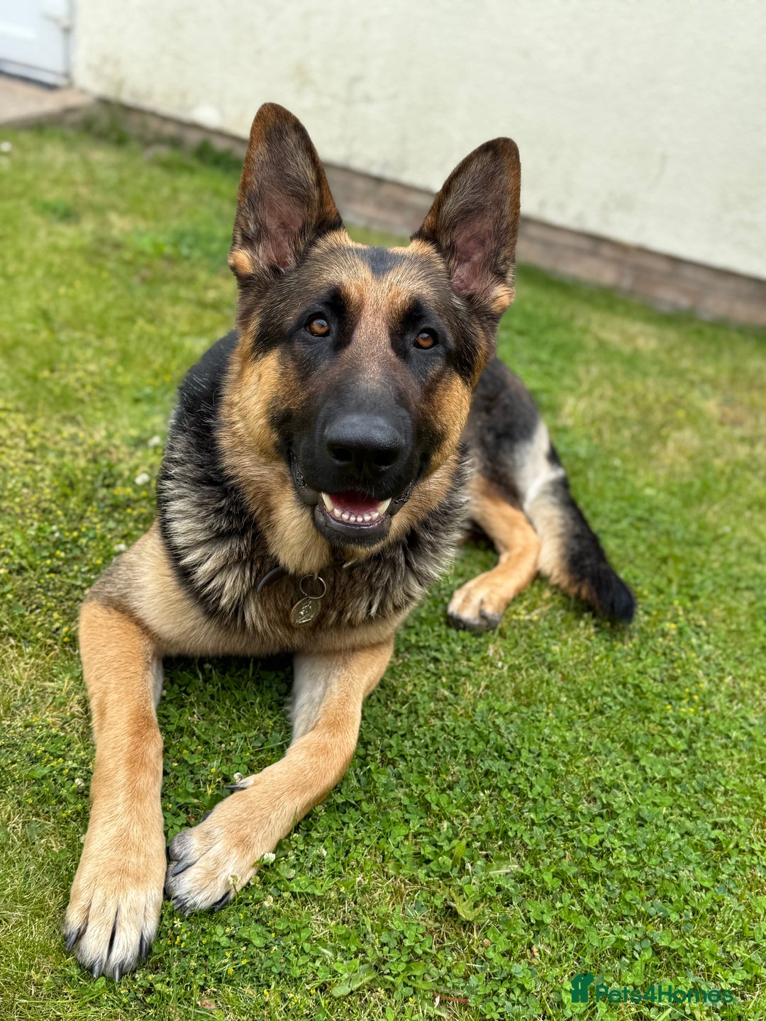 German Shepherd dogs for stud: Kc Reg fully health tested German Shepherd Stud  in Welshpool - Image 6