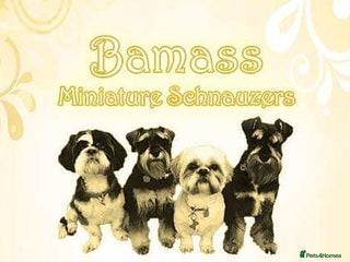 Miniature Schnauzer dogs in Wolverhampton - Advert 6