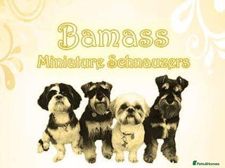 Miniature Schnauzer dogs Quality bred Miniature Schnauzer ( Bobby Boo) in Wolverhampton - Advert 8