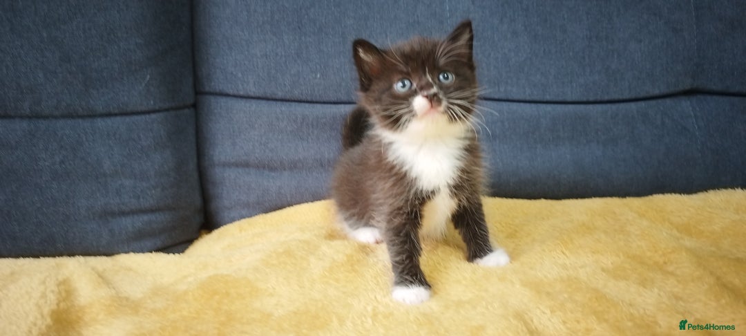 Ragdoll cats for sale: Half Ragdoll - one boy and four girls - Image 28