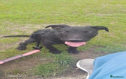 Mixed Breed dogs for sale: Labxcockerpoo - Image 1