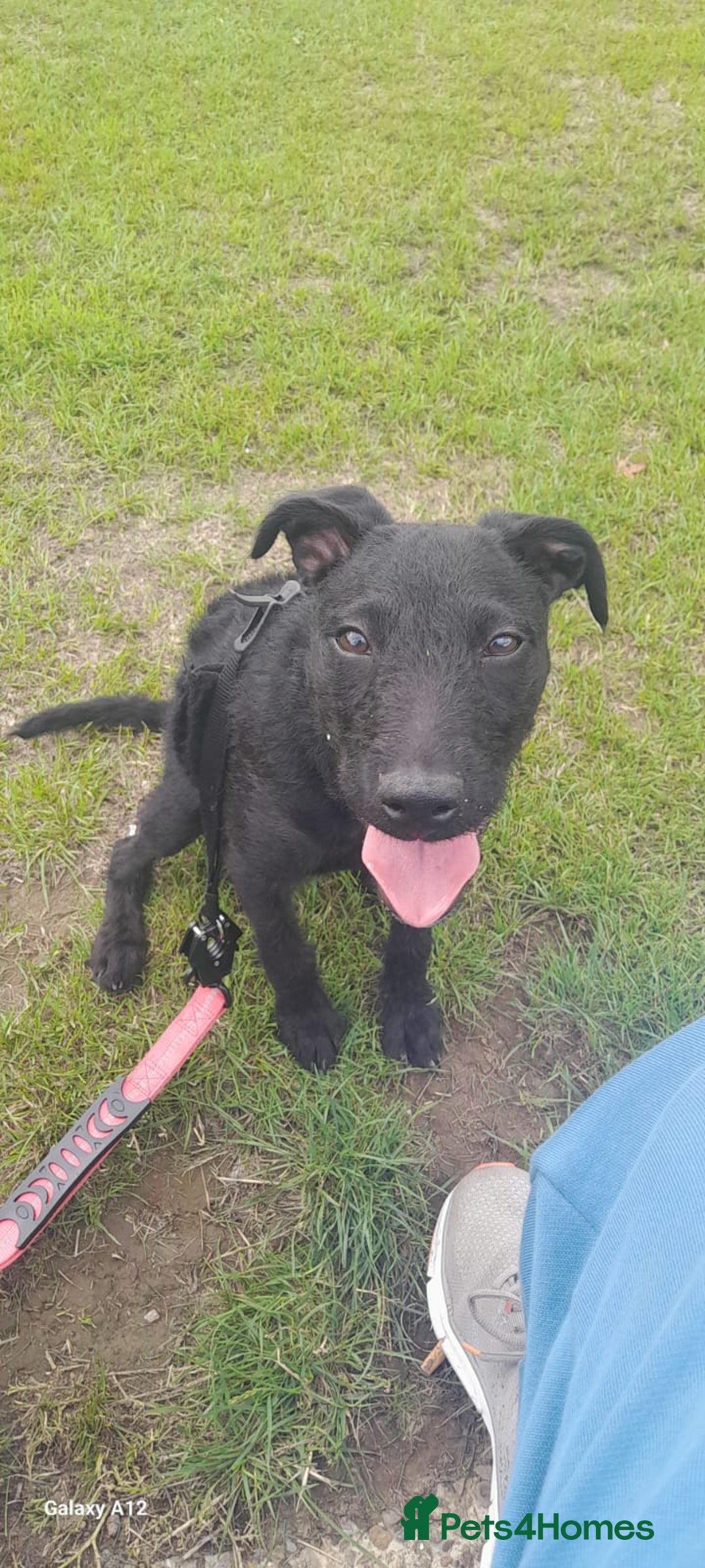 Mixed Breed dogs for sale: Labxcockerpoo - Image 1