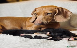 Domestic Shorthair cats for sale: 🐾✨ Gorgeous Fluffy Black Kittens – Ready 24/12 🐾 - Image 9