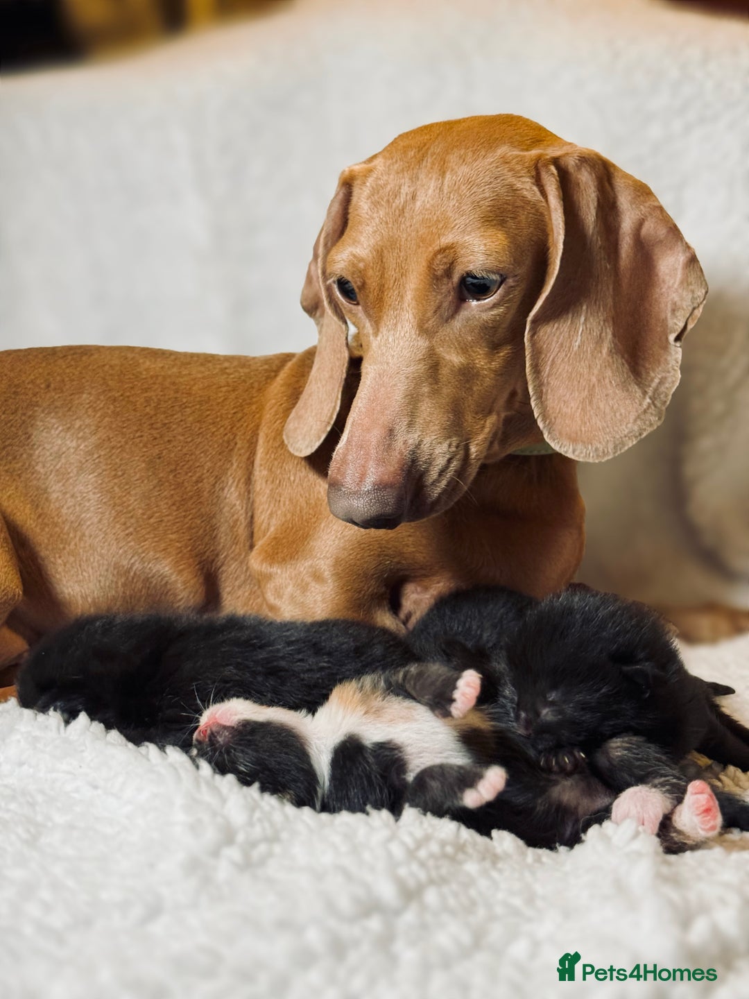 Domestic Shorthair cats for sale: 🐾✨ Gorgeous Fluffy Black Kittens – Ready 24/12 🐾 - Image 9