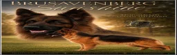 German Shepherd dogs for sale: LONGHAIRED SHOW TYPE GSD PUPPIES KC DNA - Advert 3
