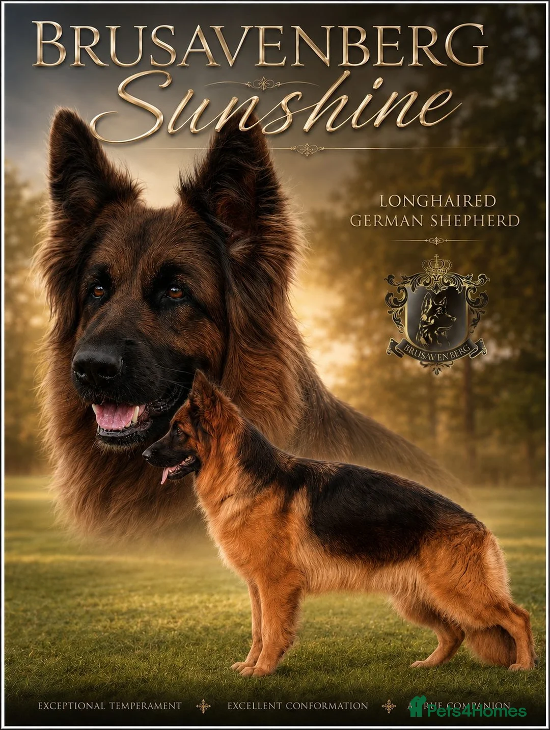 German Shepherd dogs for sale: LONGHAIRED SHOW TYPE GSD PUPPIES KC DNA - Advert 3