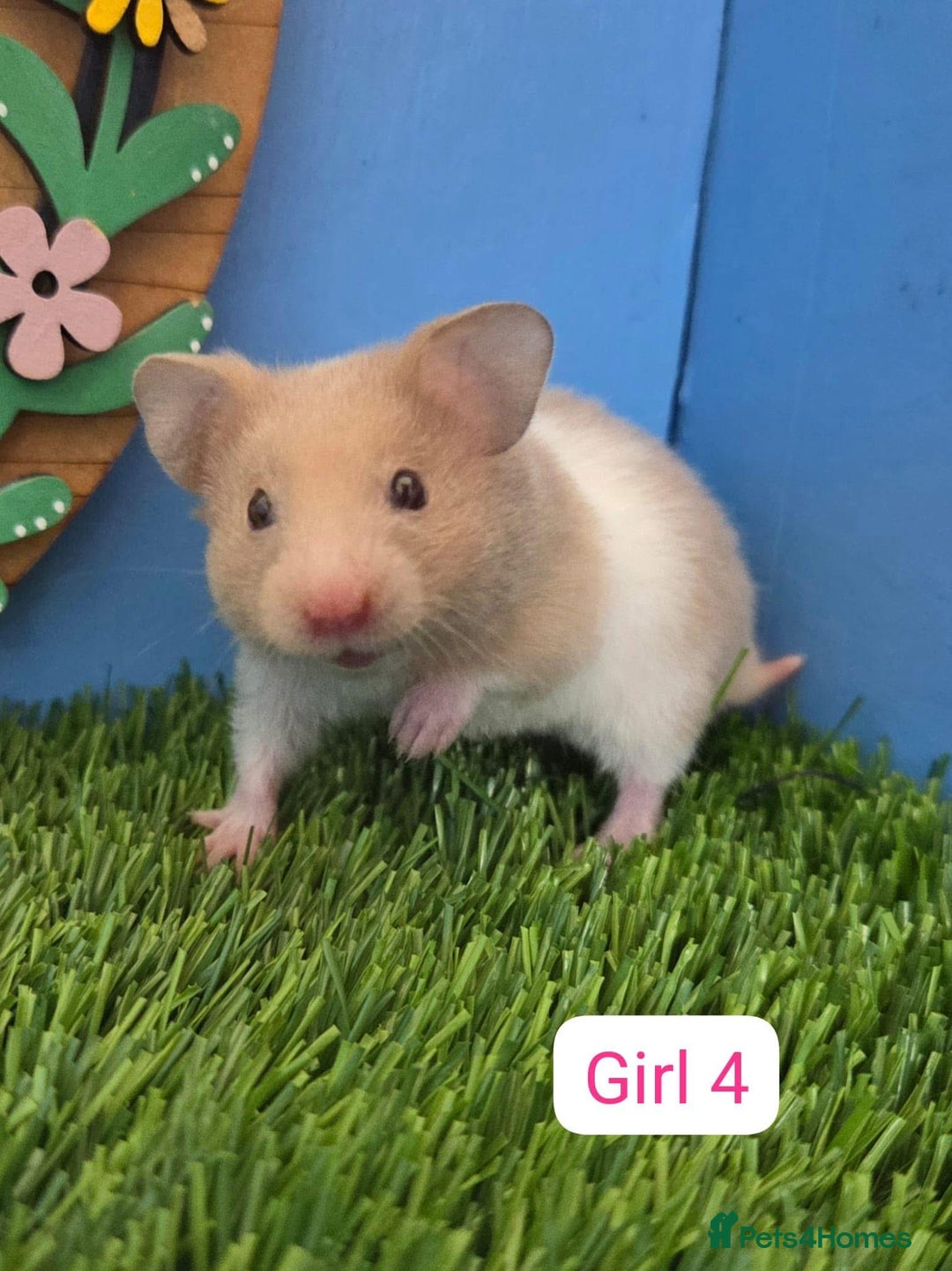 Hamster rodents for sale: Syrian Hamster Babies Baby Boy Girl Male Female    - Image 5