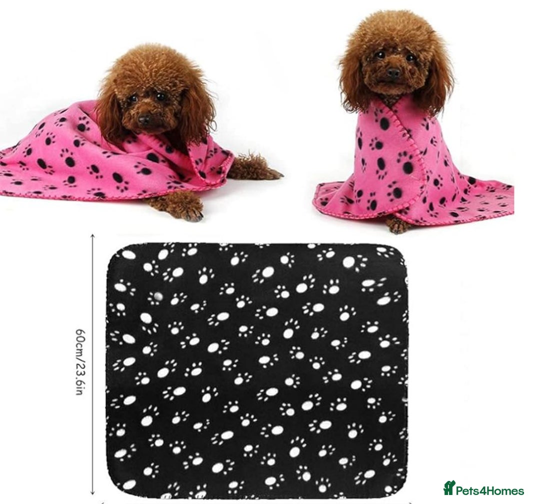 Cavapoochon dogs for sale: 🌟 Ready to leave 23rd Dec F1b cavapoochon puppies - Advert 20