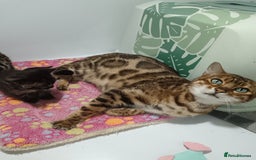 Bengal cats for sale: Pure Bengal kittens - Image 6