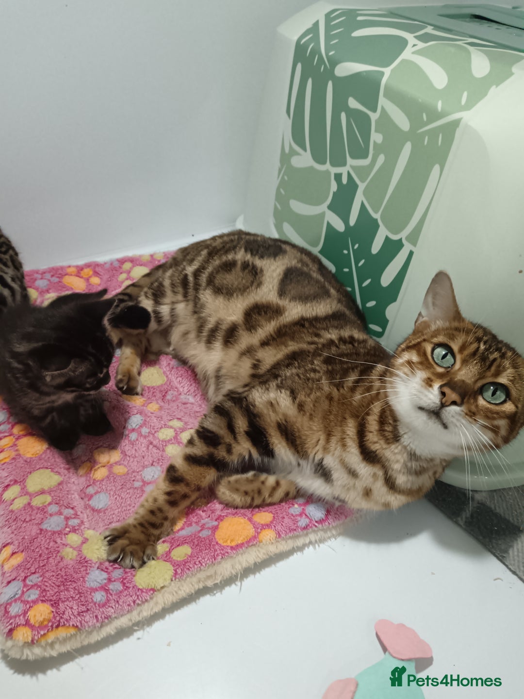 Bengal cats for sale: Pure Bengal kittens - Image 6