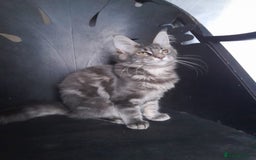 Maine Coon cats for sale: TICA 3 pedigree 3 girls 1 boy blue smoke/tabby - Image 3