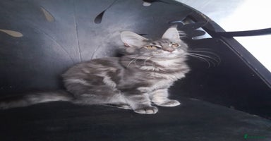 Maine Coon cats - Advert 2