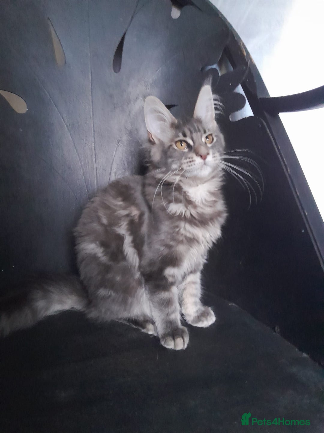 Maine Coon cats for sale: TICA 3 pedigree 3 girls 1 boy blue smoke/tabby - Image 3
