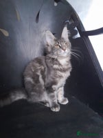 Maine Coon cats - Advert 2