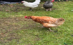 Chickens poultry for sale: x 8 Egg laying chickens  - Image 5