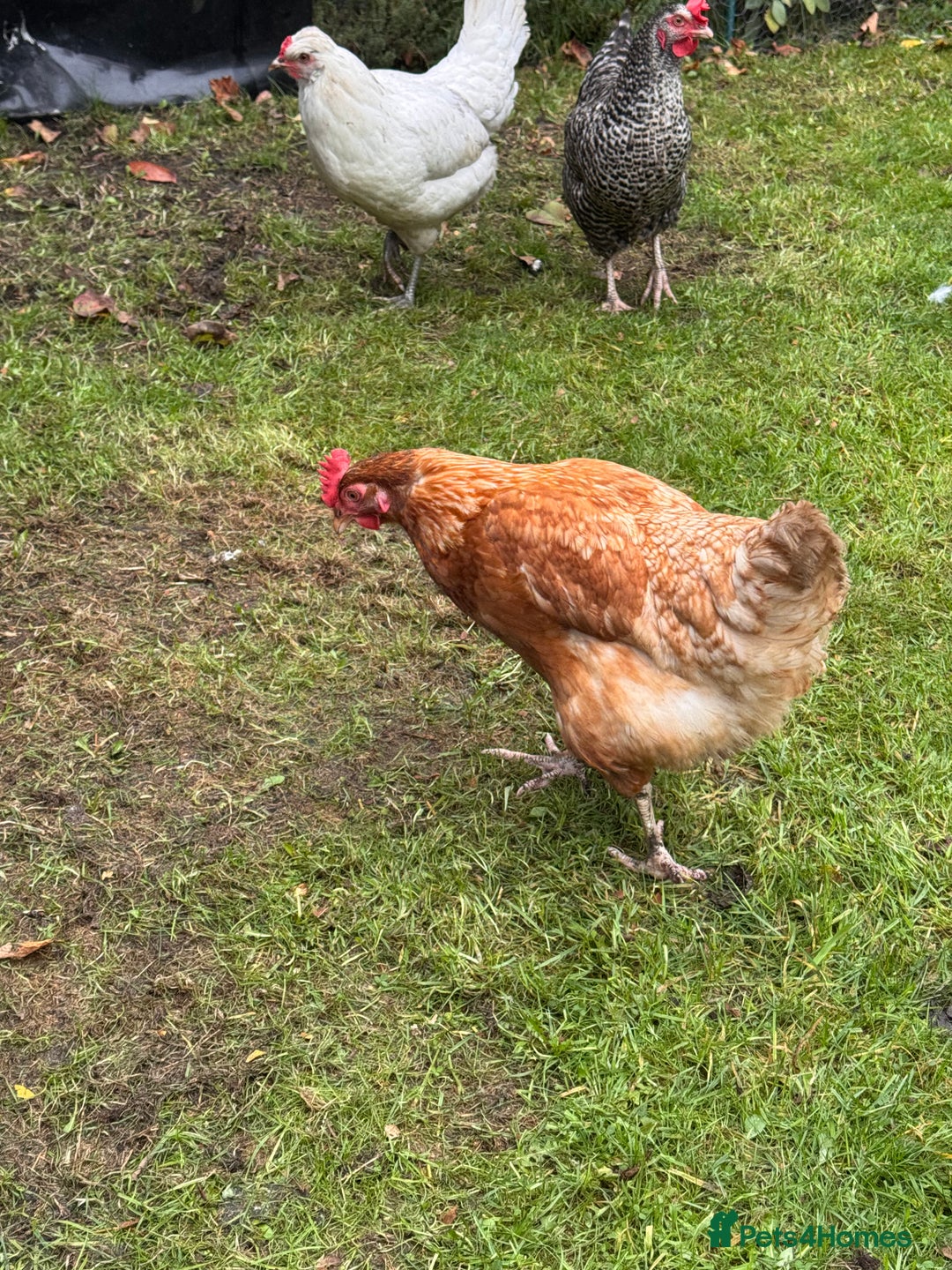 Chickens poultry for sale: x 8 Egg laying chickens  - Image 5