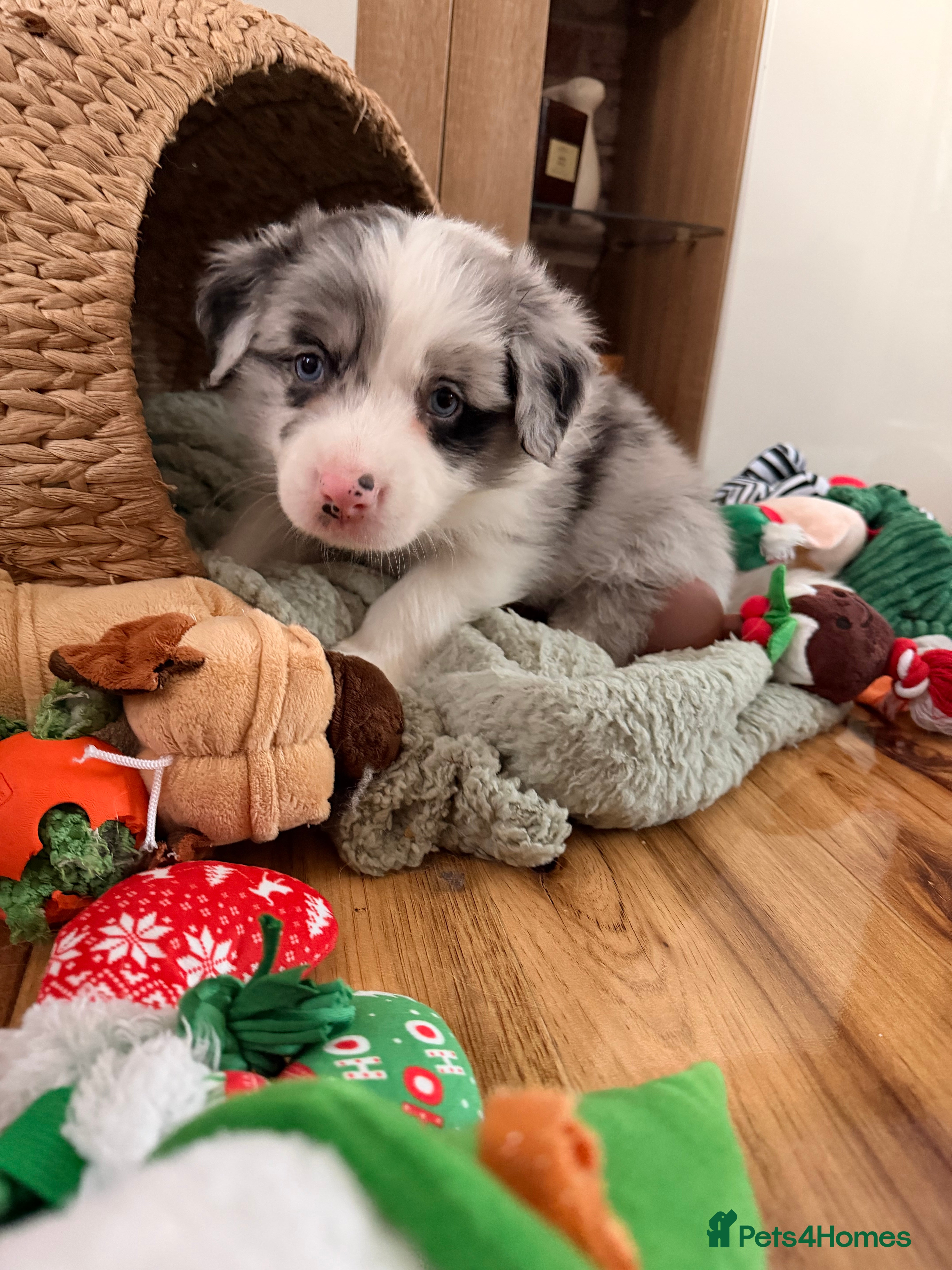 Border Collie dogs Stunning puppies from international champion line. - Advert 18