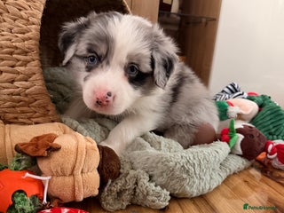 Border Collie dogs Stunning puppies from international champion line. - Advert 17