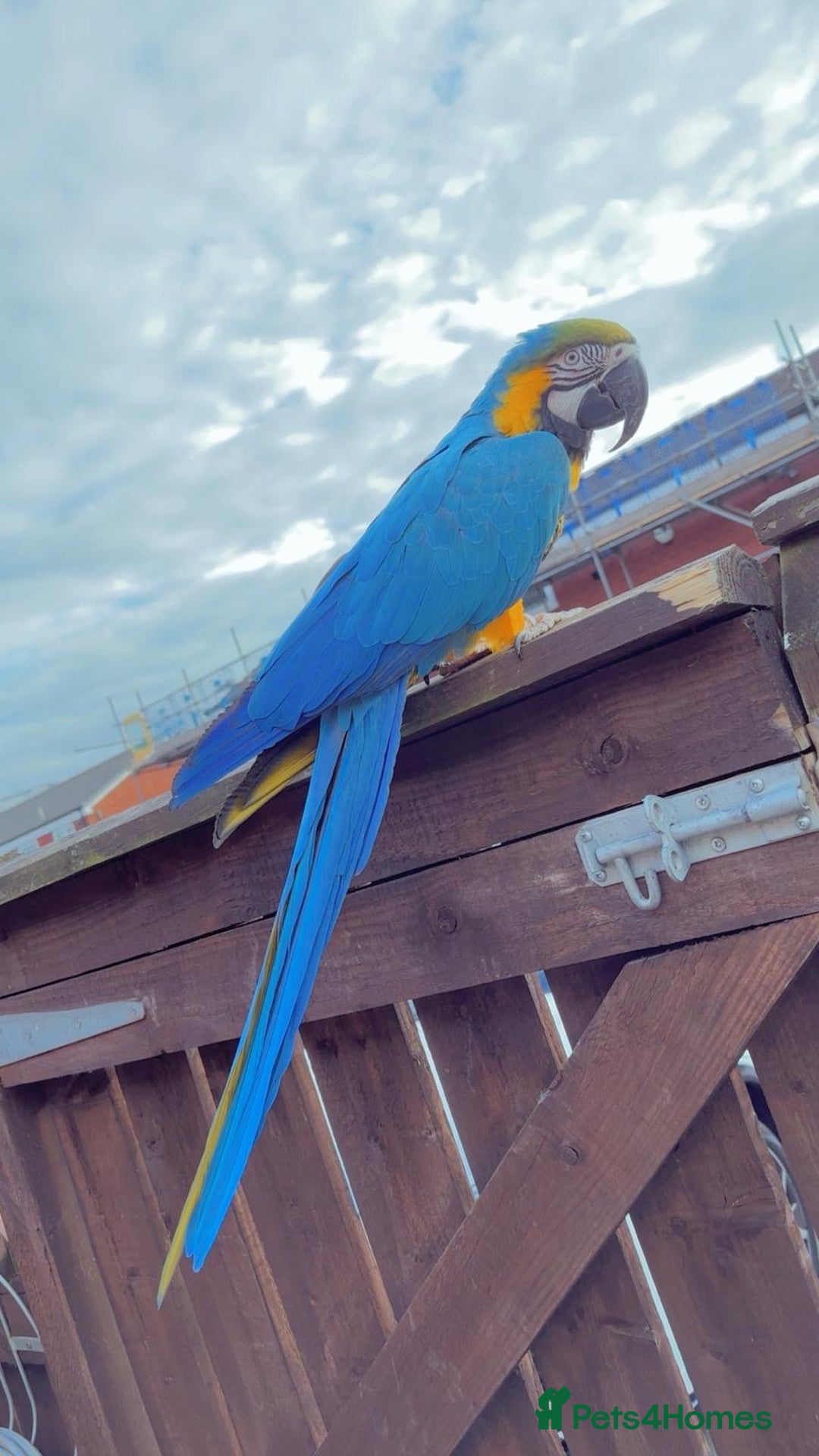 Macaws birds for sale: Blue and gold macaw 5 years old  - Image 2