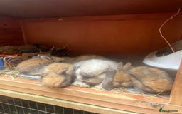 Mini Lop rabbits for sale: 8 beautiful lops  - Image 19