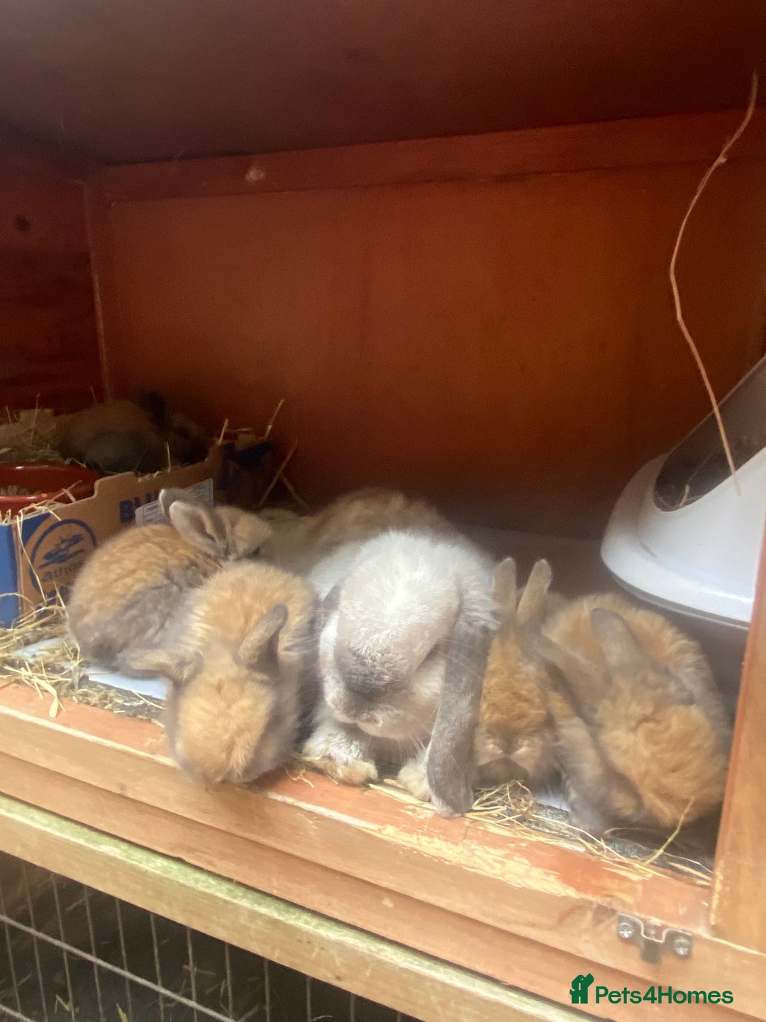 Mini Lop rabbits for sale: 8 beautiful lops  - Image 19