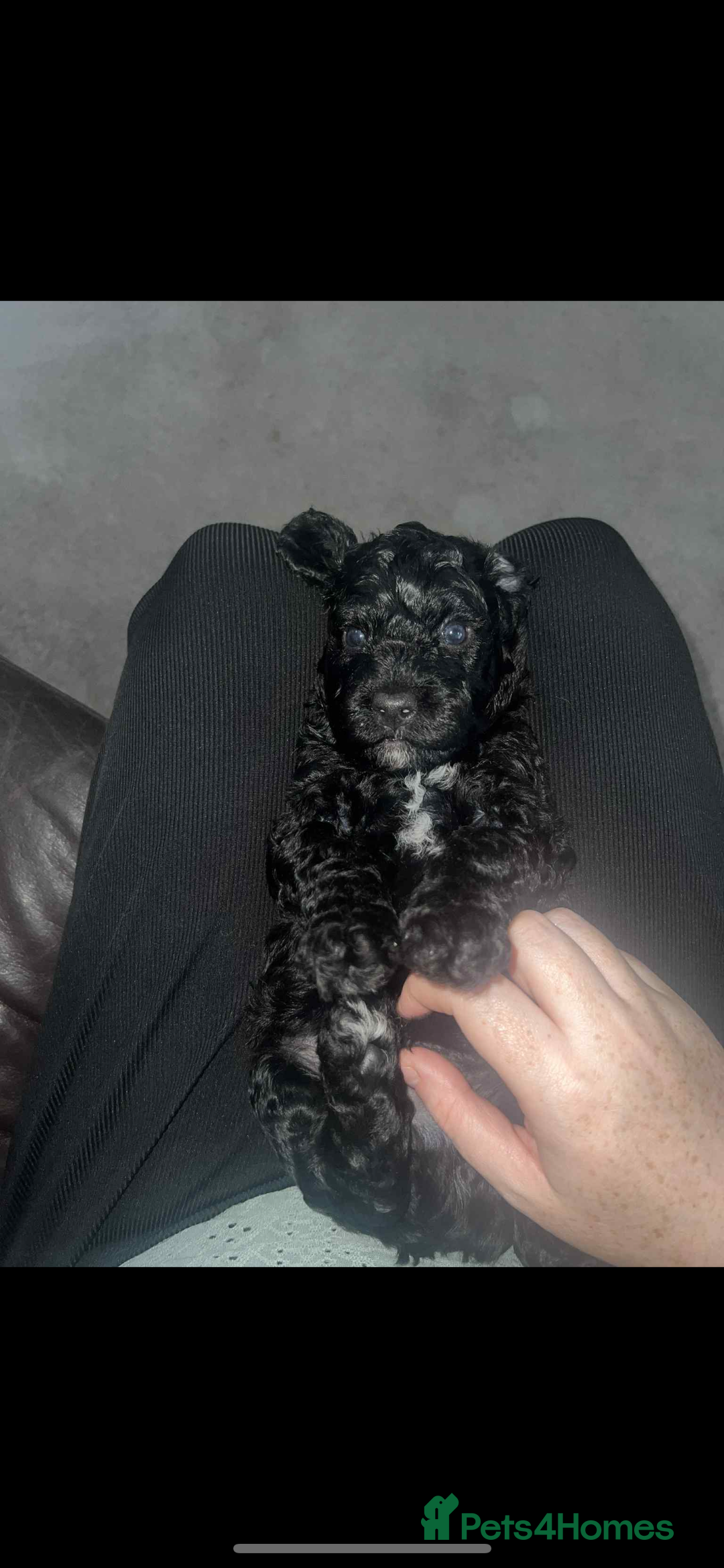 Cockapoo dogs for sale: Last boy for sale - Image 4