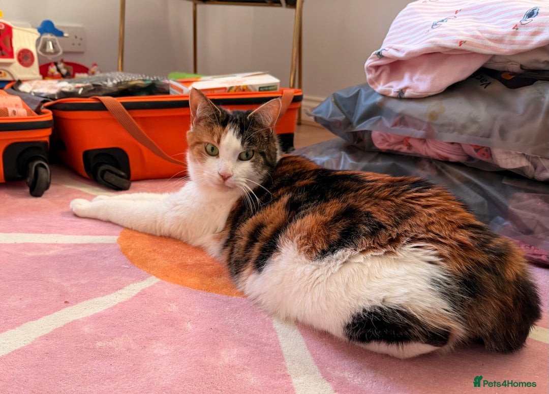 Maine Coon cats for sale: Maine coon cross sisters  - Advert 2