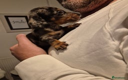Miniature Dachshund dogs for sale: ❤️ 🐕 Miniature Dachshunds  - Image 11