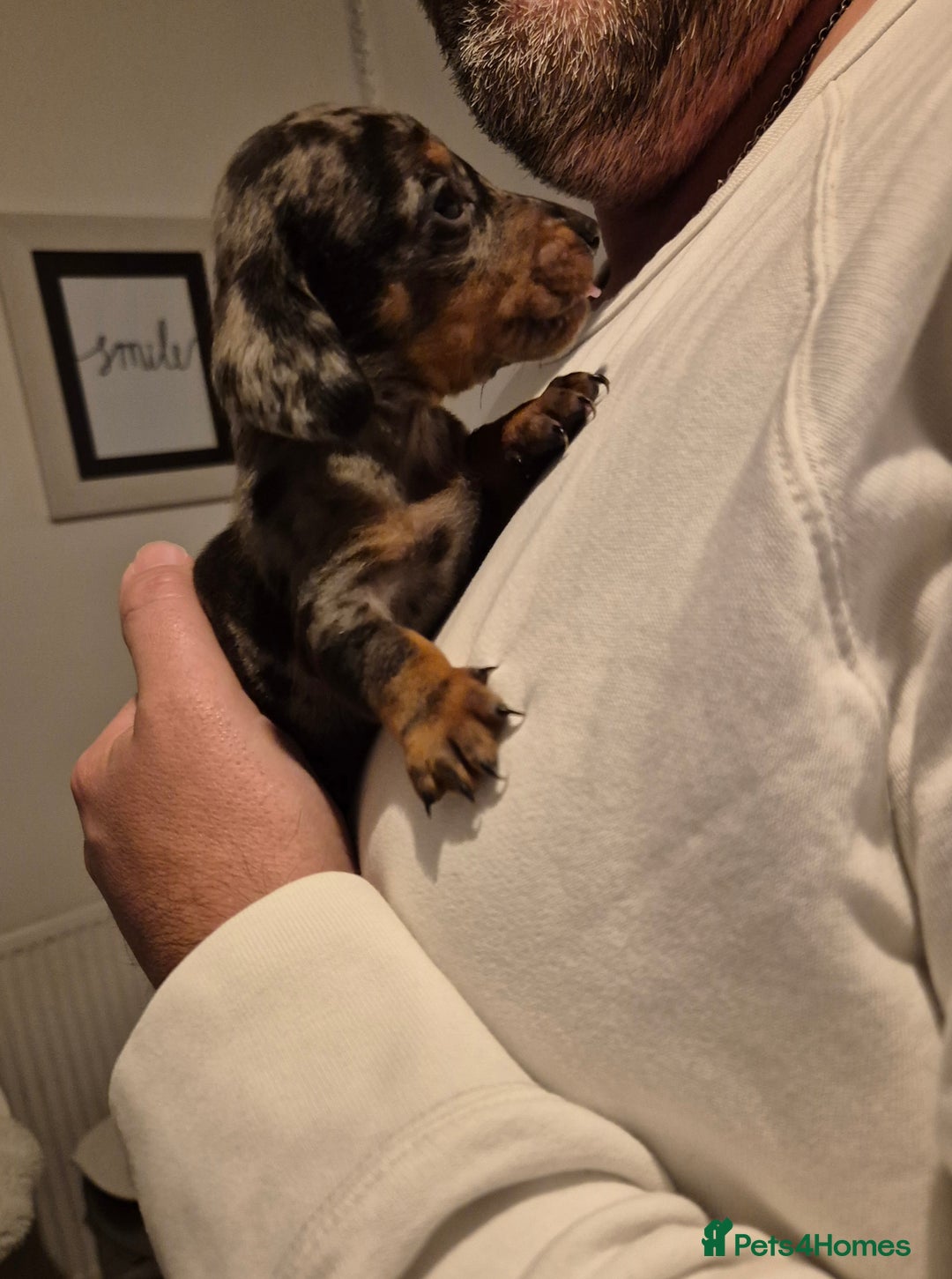 Miniature Dachshund dogs for sale: ❤️ 🐕 Miniature Dachshunds  - Image 11