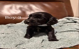 Cocker Spaniel dogs for sale: Cocker spaniel puppies  - Image 4