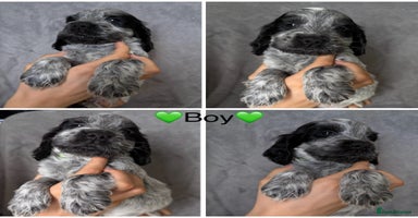 Cocker Spaniel dogs - Advert 5