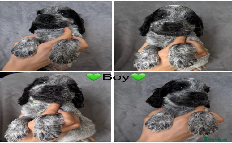 Cocker Spaniel dogs - Advert 4