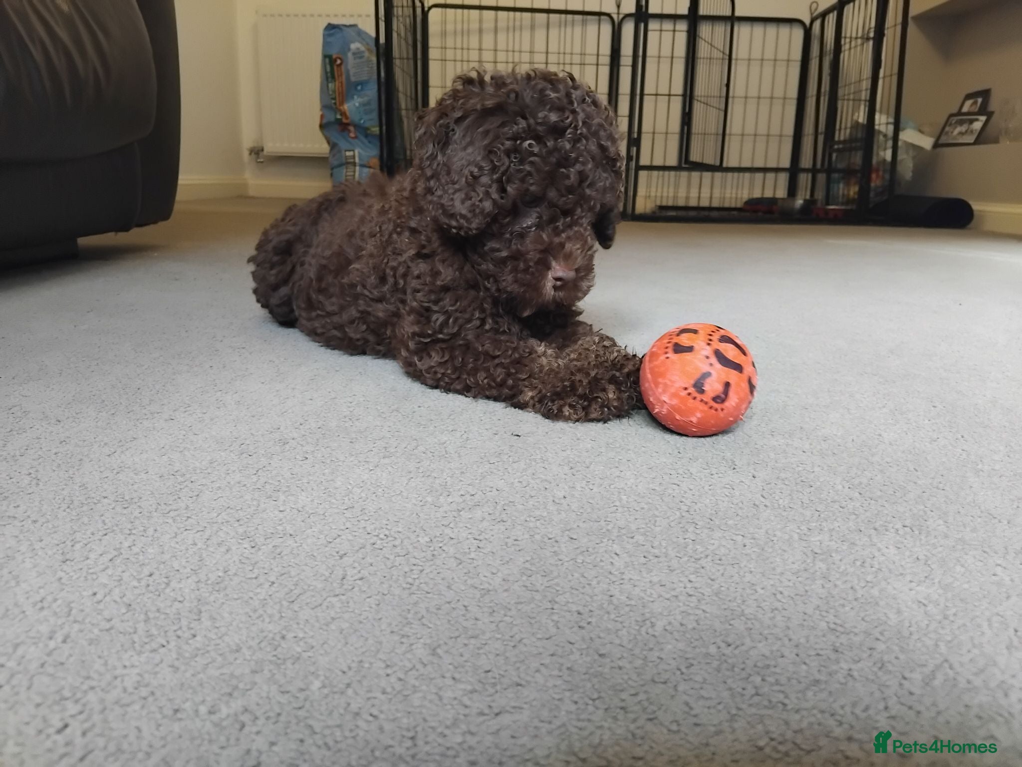 Cockapoo dogs Mini Cockapoo F2b Ready Now  - Advert 18