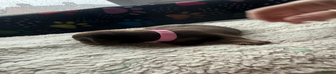 Miniature Dachshund Puppy 4