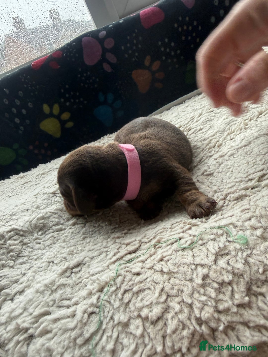 Miniature Dachshund dogs for sale: Miniature daxies - Advert 14