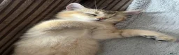 British Shorthair cats for sale: One golden British shorthair for sale. - Advert 3