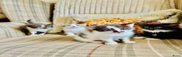 Mixed Breed cats for sale: Gorgeous friendly kittens  - Advert 1