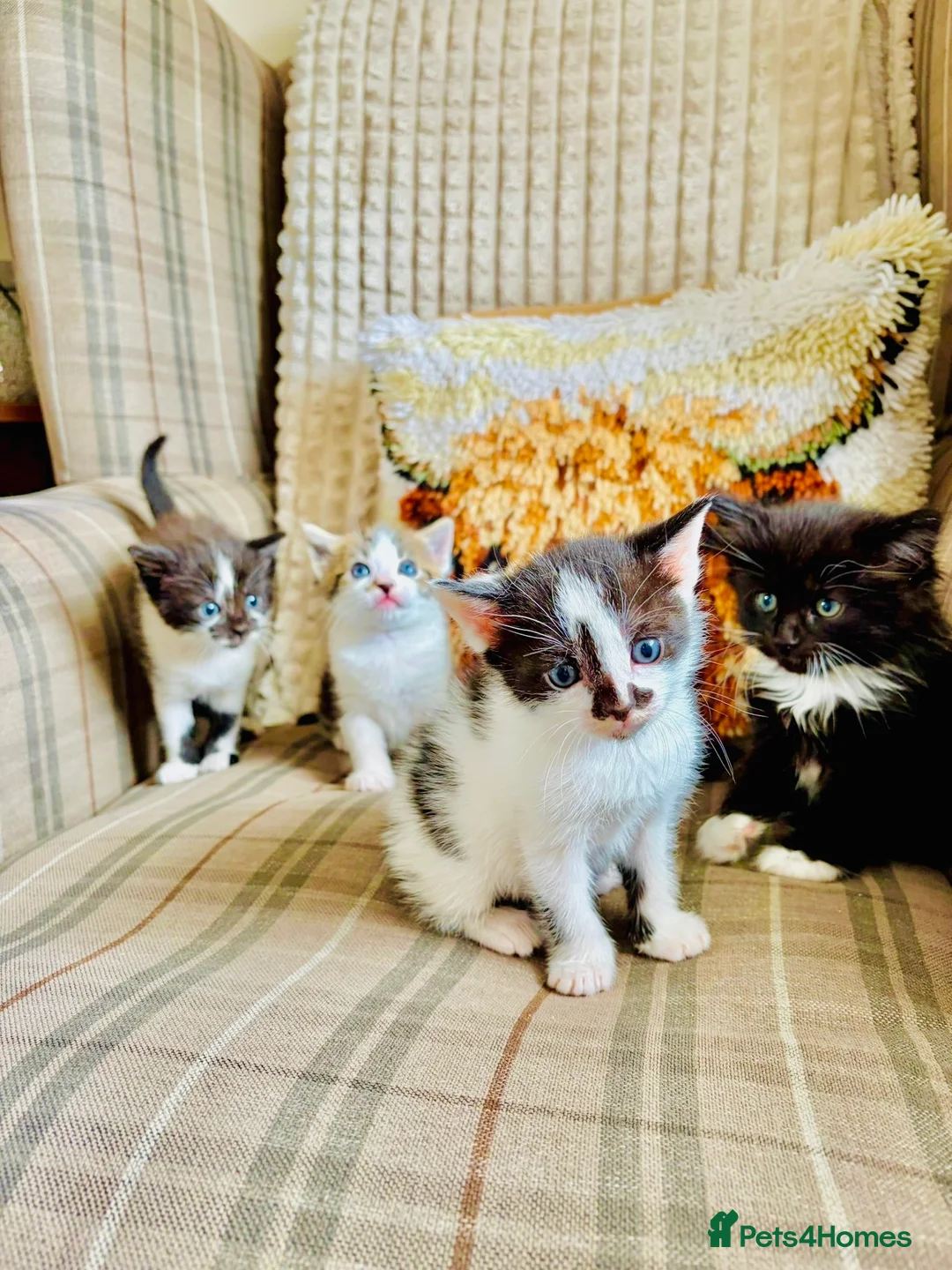 Mixed Breed cats for sale: Gorgeous friendly kittens  - Advert 1
