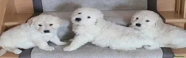 Golden Retriever Puppy 1
