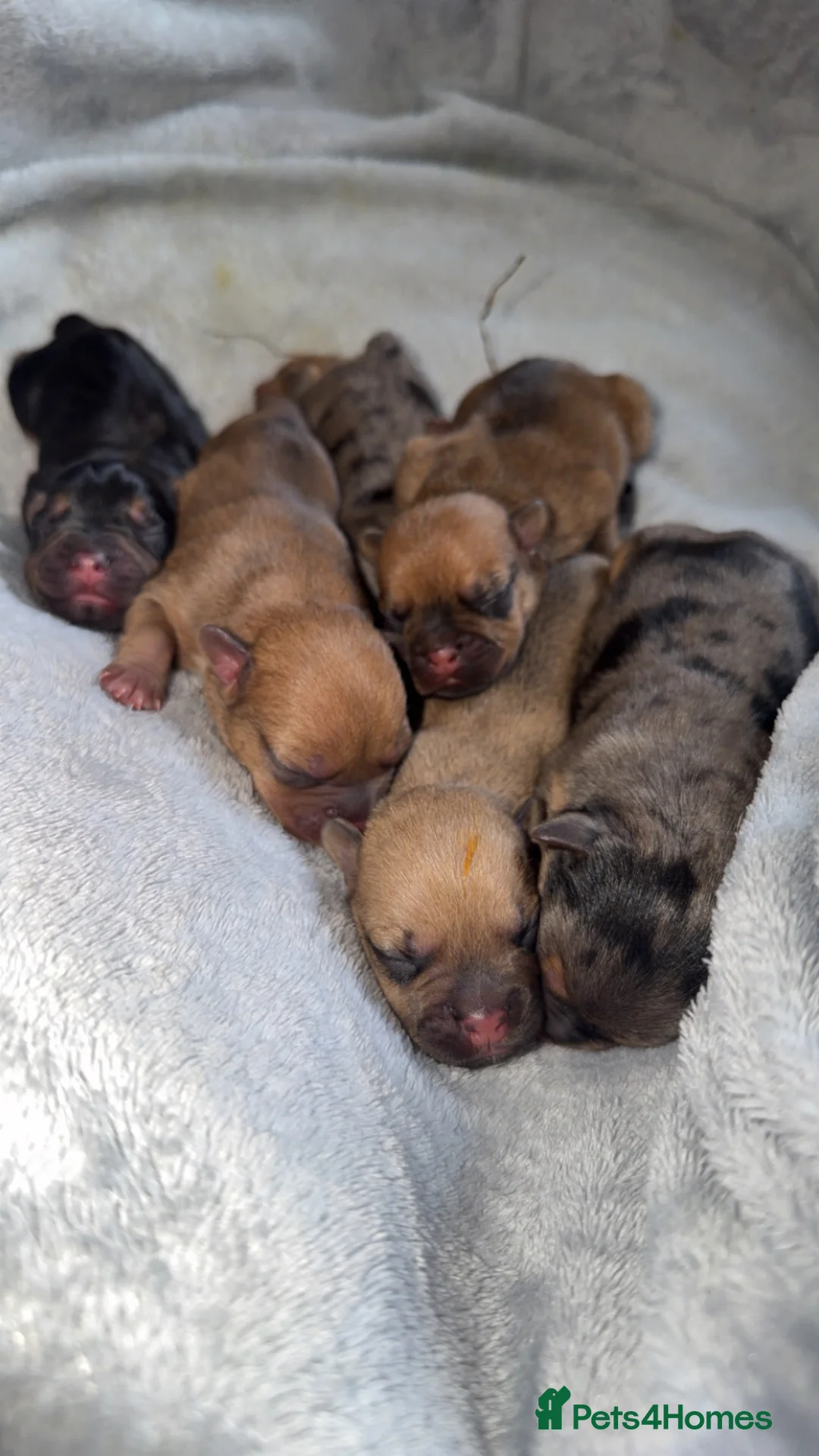 Mixed Breed dogs for sale: Frenchie cross daschund pups  - Advert 1