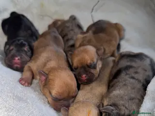 Mixed Breed dogs Frenchie cross daschund pups - Advert 16