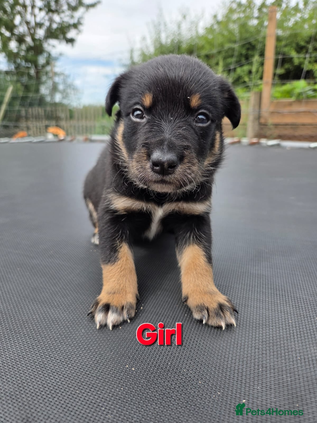 Mixed Breed dogs Australian Kelpie x Australian cattle dog puppies - Advert 1