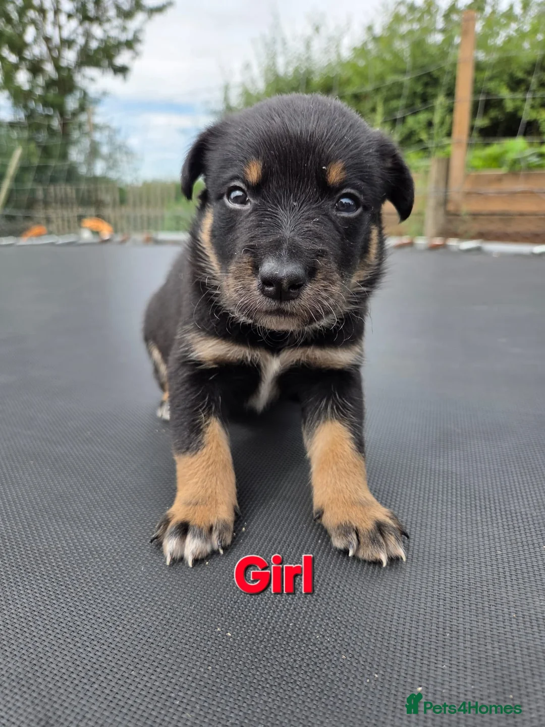 Mixed Breed dogs for sale: Australian Kelpie x Australian cattle dog puppies - Advert 1