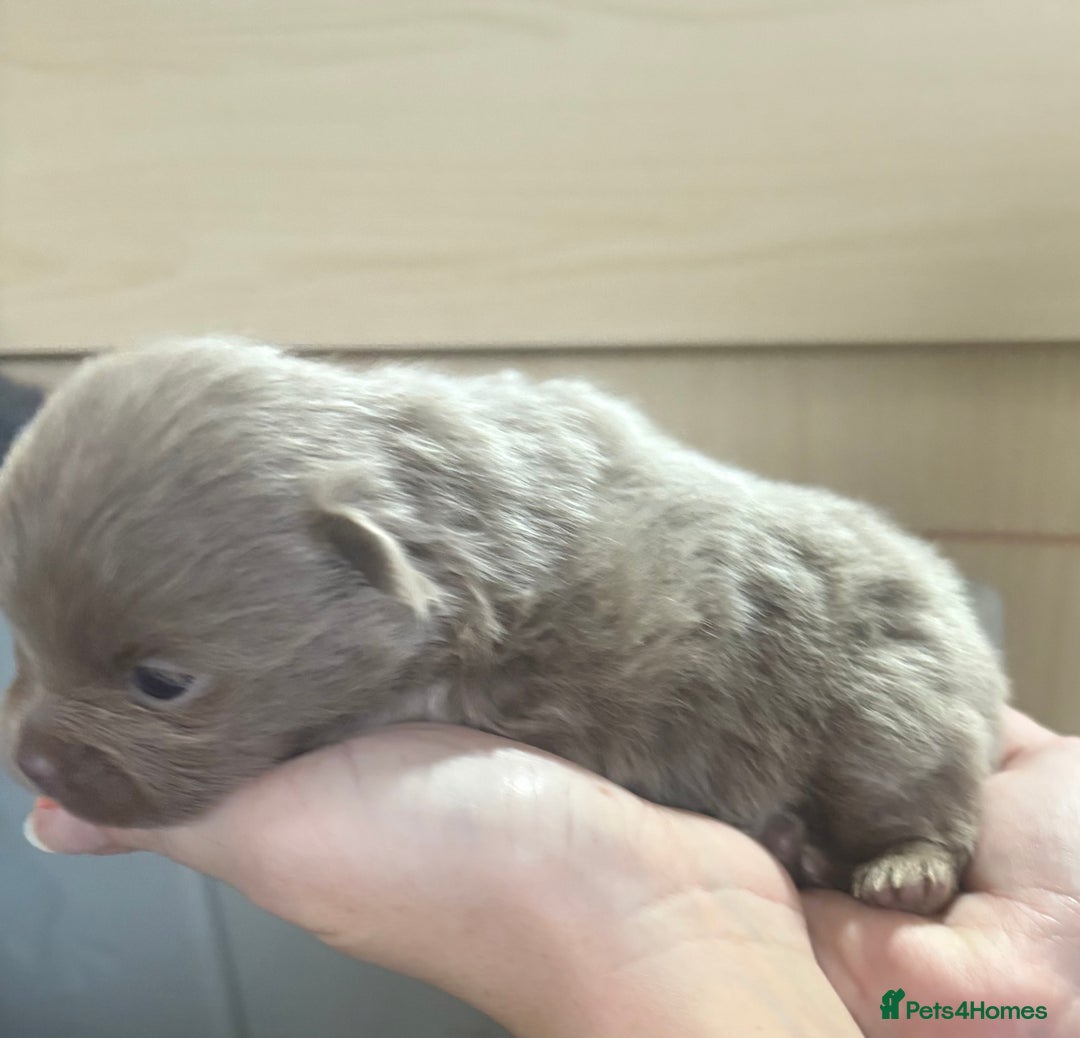Pomeranian dogs for sale: Lavender/lilac/chocolate/tan pomeranians - Image 11